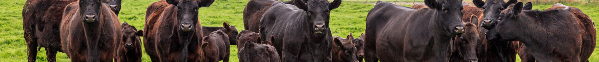 Angus Banner.png